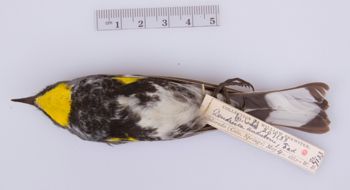 Media type: image;   Ornithology 207133
